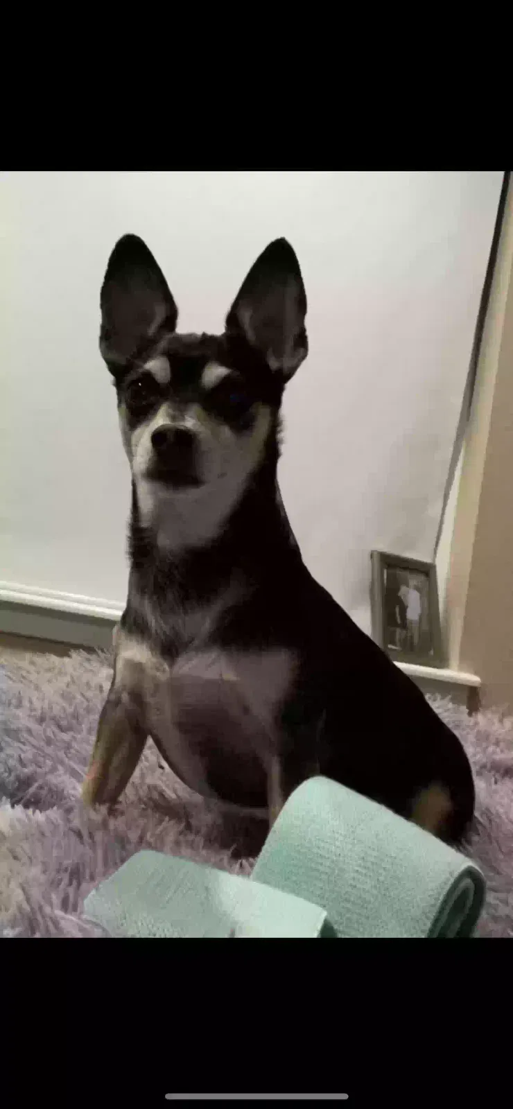 Lost dog in Discovery Bay, CA, 94505