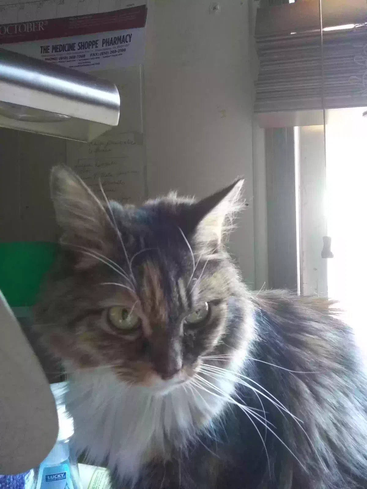 Lost cat in Glenmoore, PA, 19343