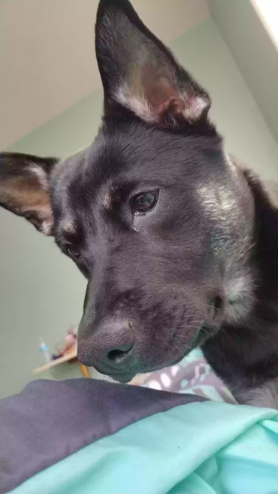 Lost dog in Bakersfield, CA, 93301