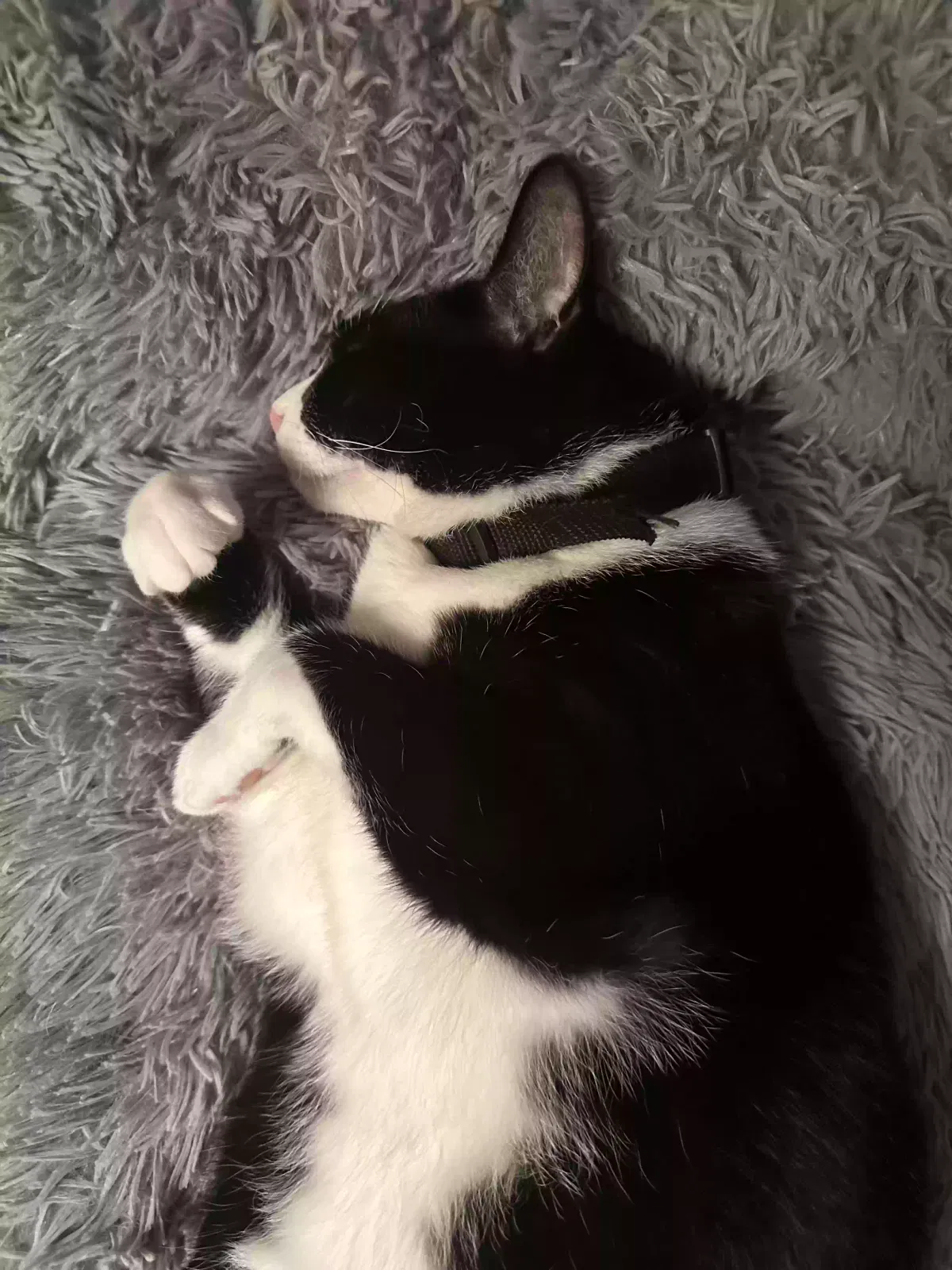 Lost cat in Arlington, TX, 76013