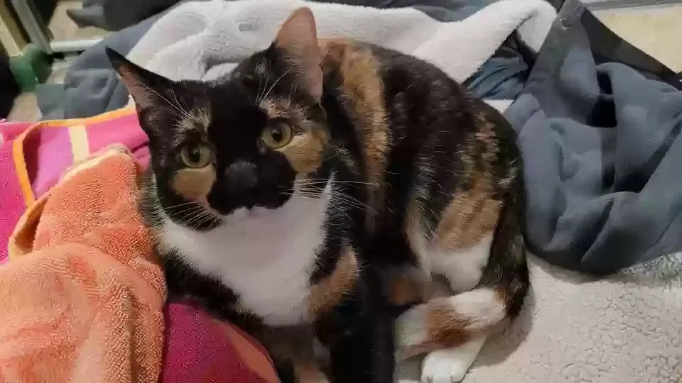 Lost cat in Virginia Beach, VA, 23462