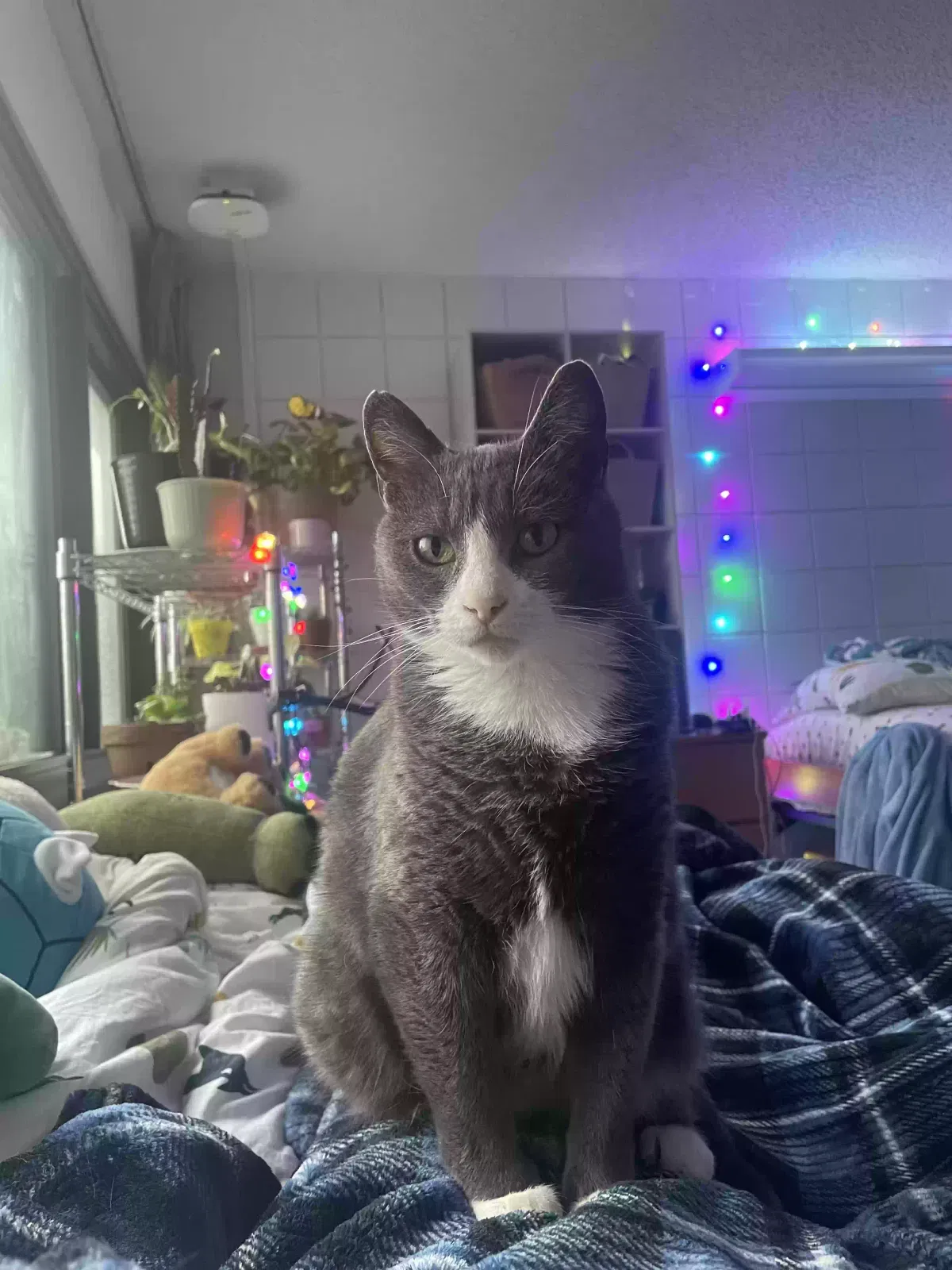 Lost cat in Chicago, IL, 60609