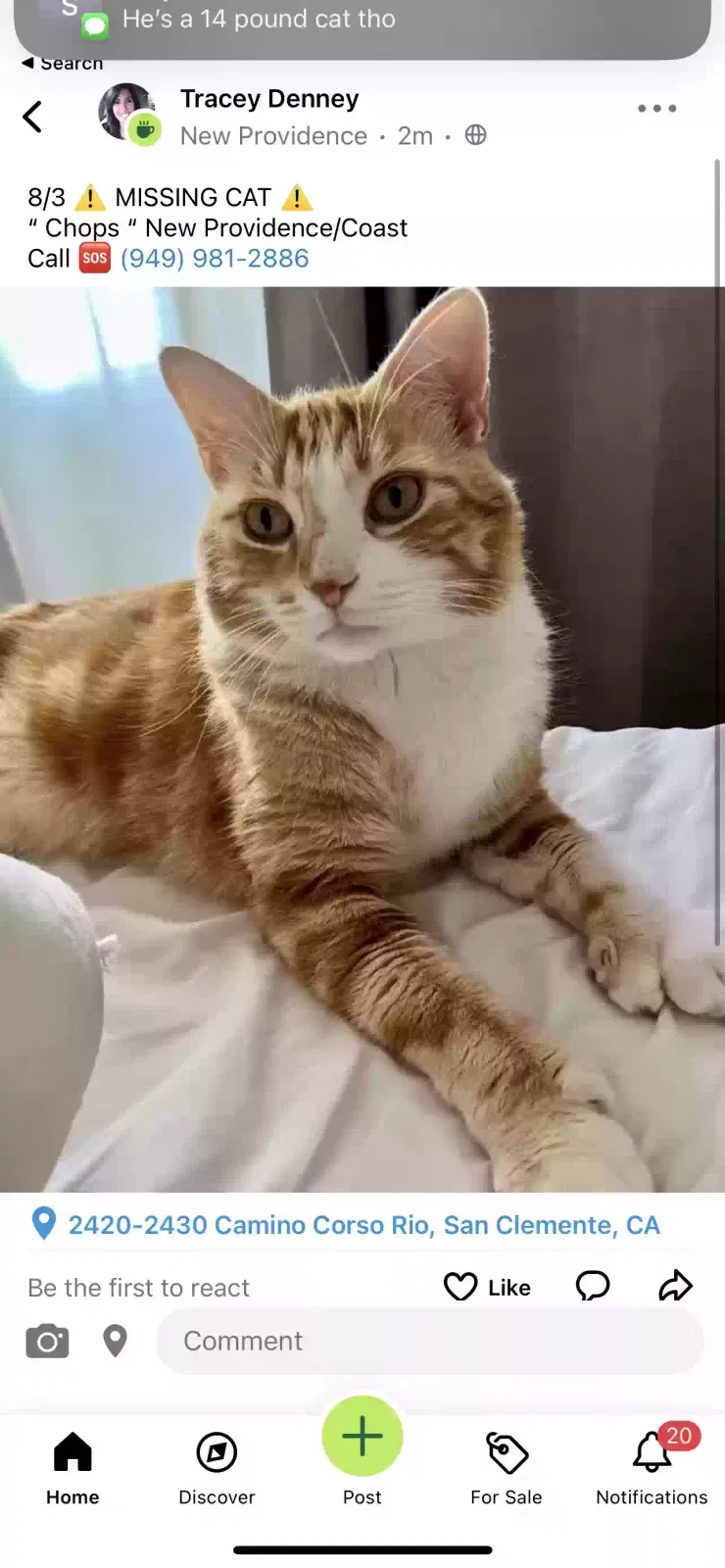Lost cat in San Clemente, CA, 92673