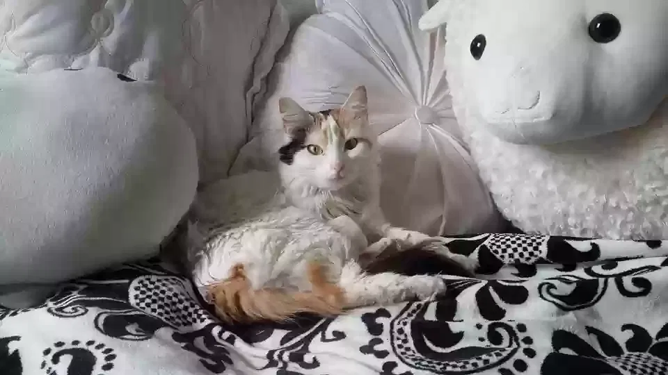 Lost cat in Tiltonsville, OH, 43963