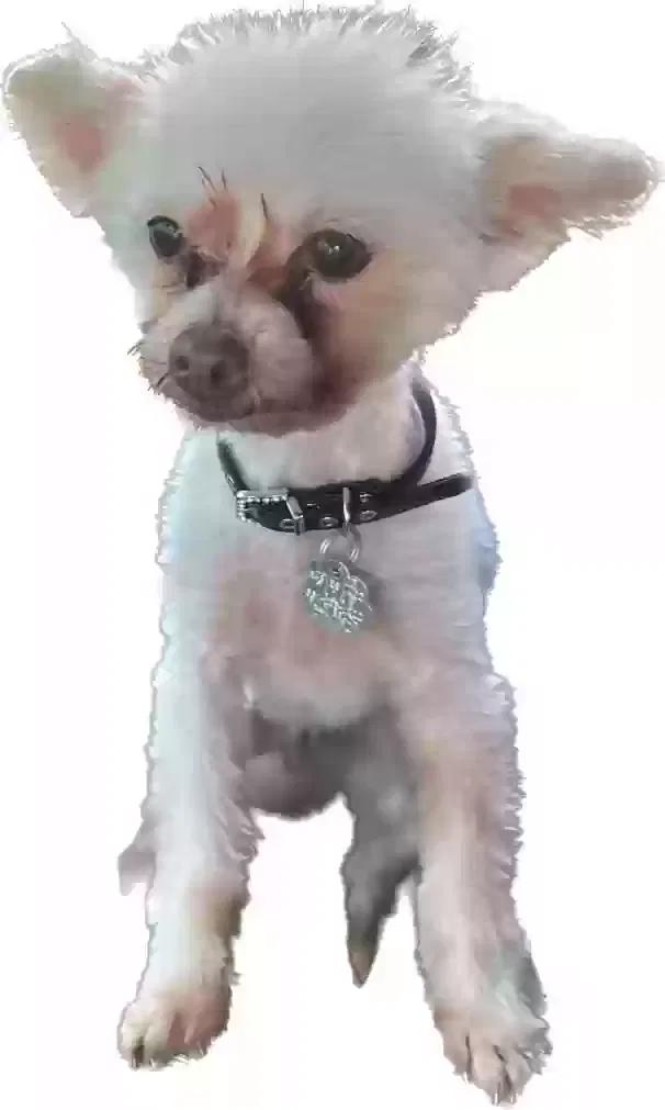 Lost dog in West Palm Beach, FL, 33406