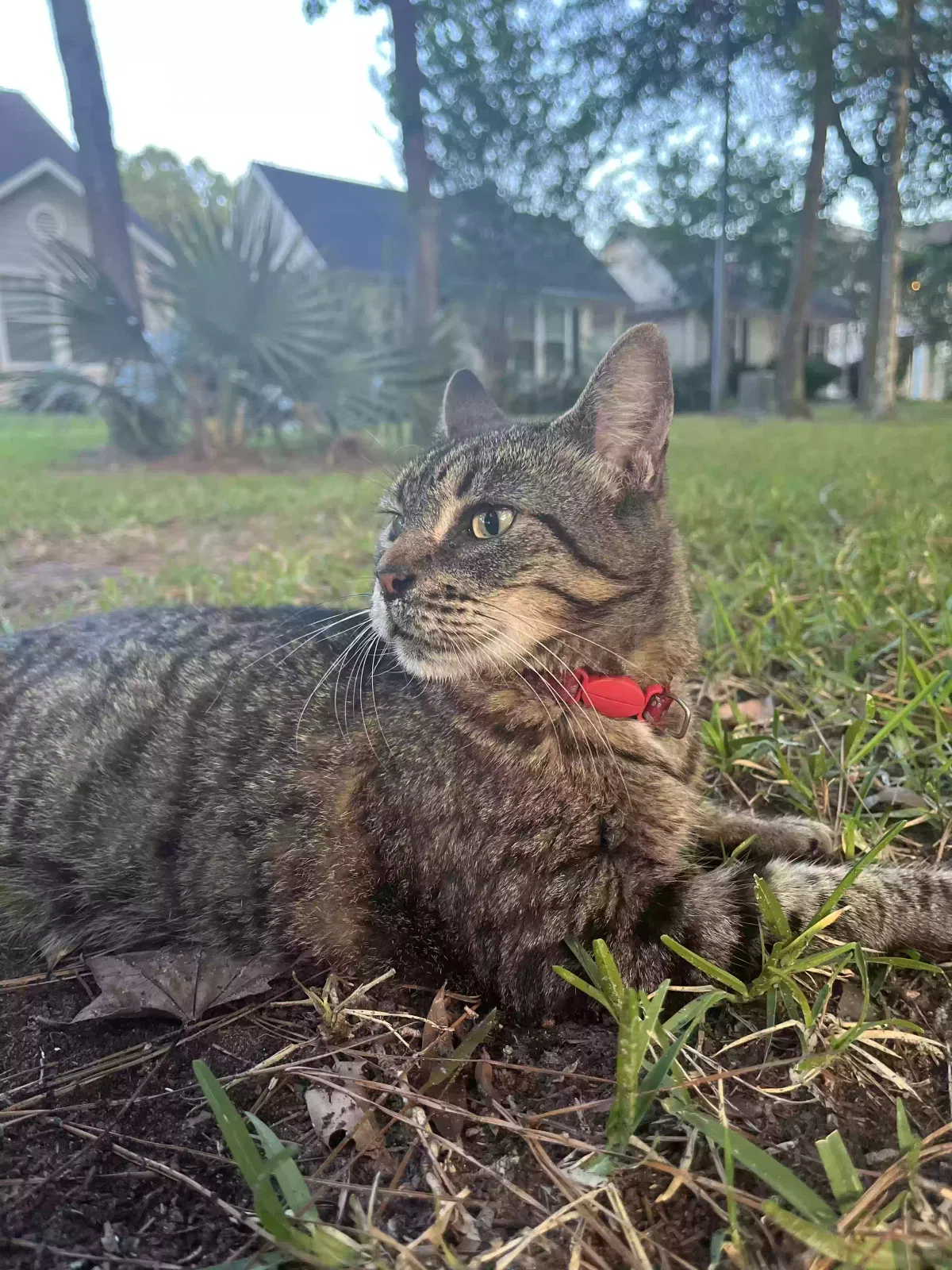 Lost cat in Kingwood, TX, 77339