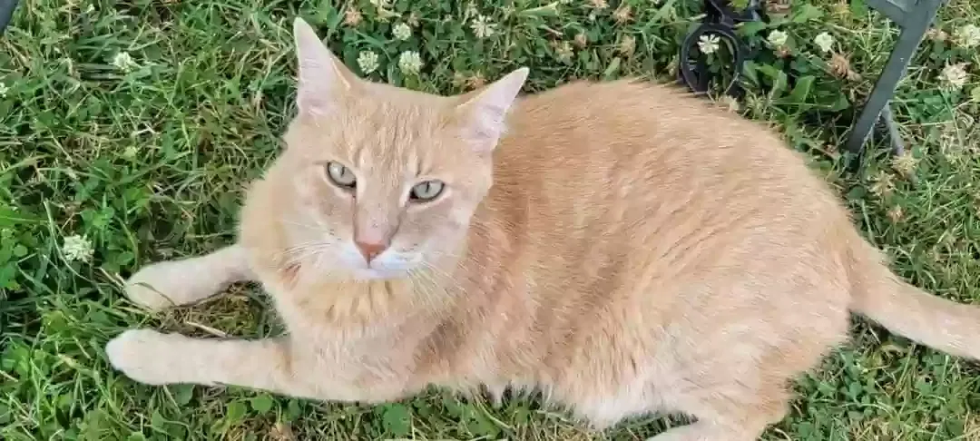 Lost cat in Fond Du Lac, WI, 54937