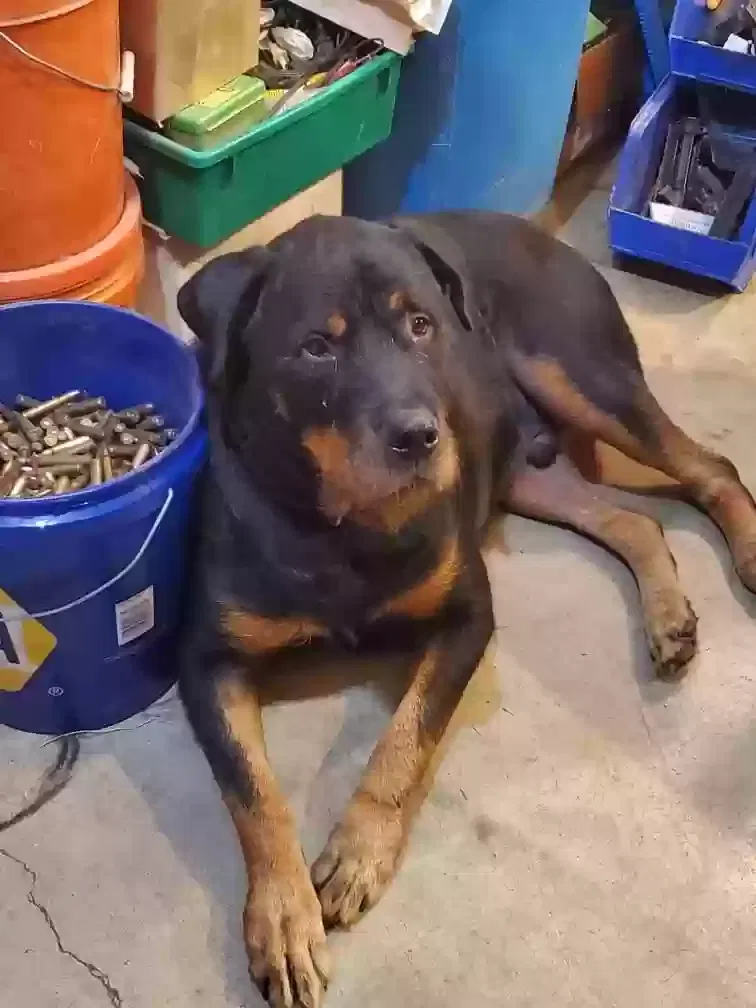 Lost dog in Rochester, WA, 98579
