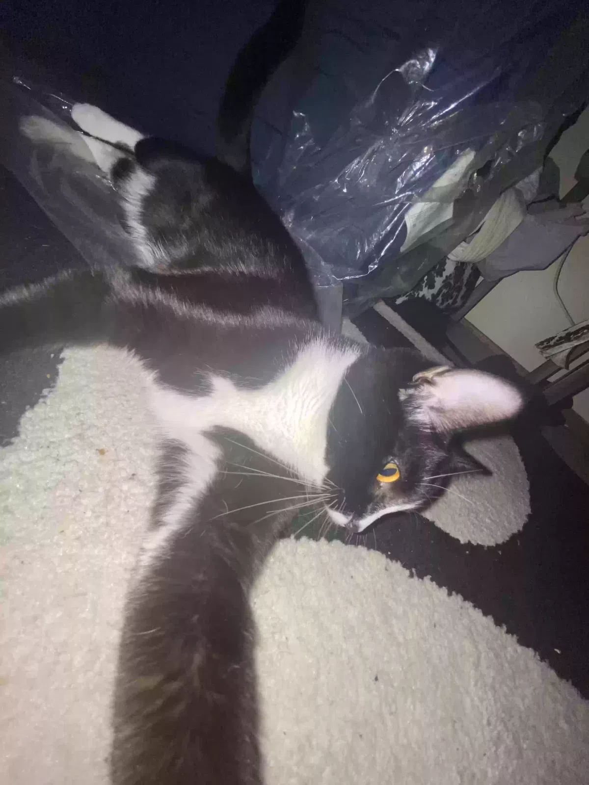 Lost cat in Saint Paul, MN, 55117