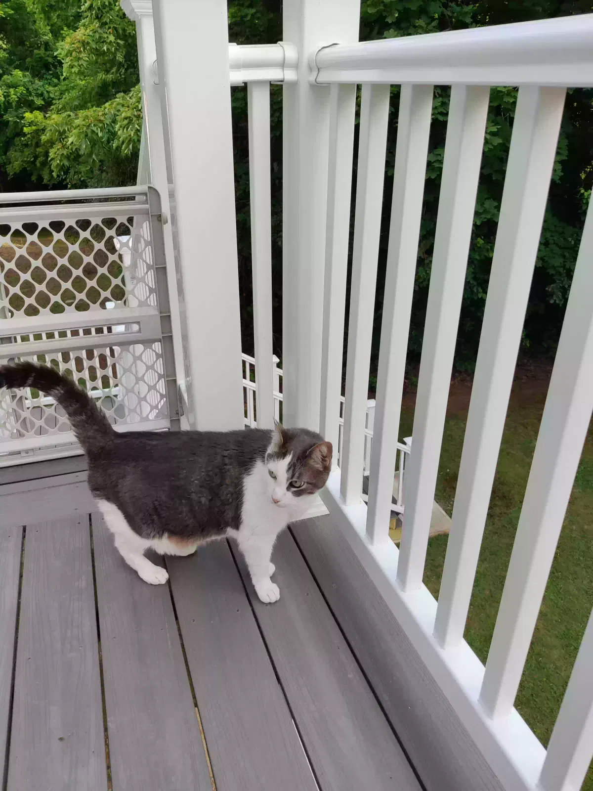 Found cat in Somersworth, NH, 3878