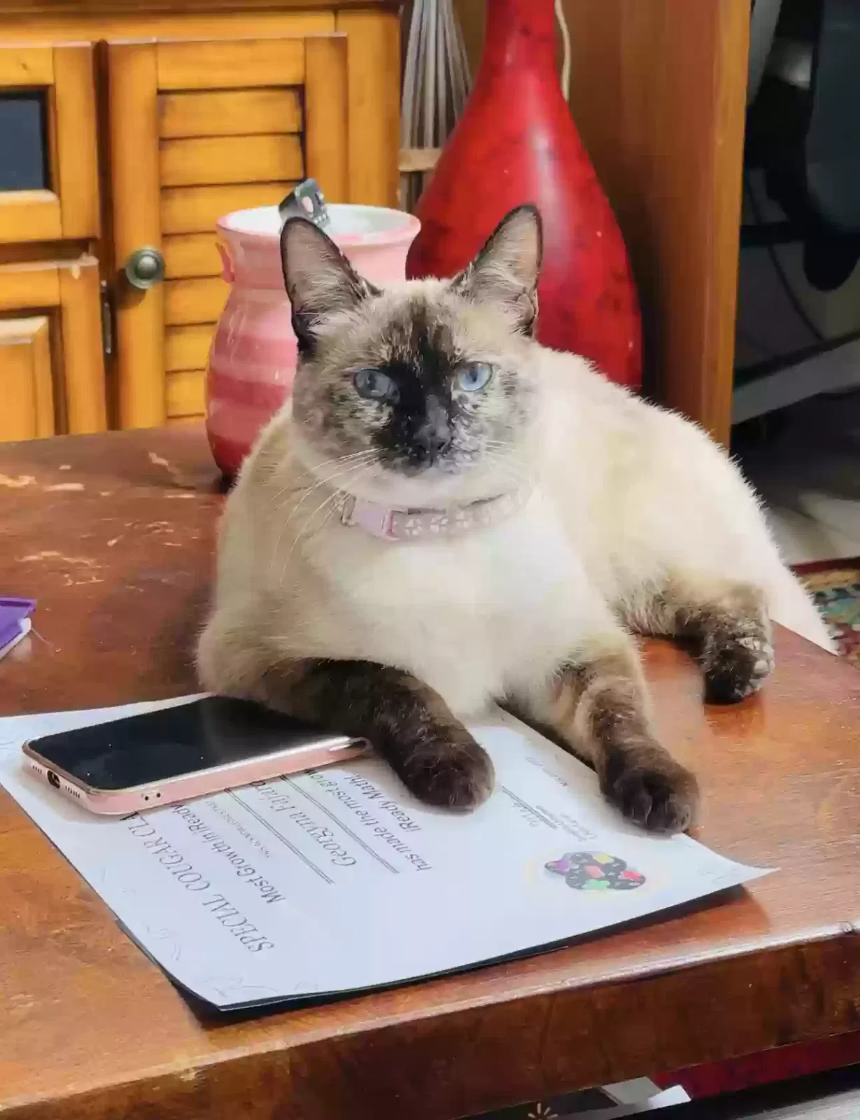 Lost cat in Murrieta, CA, 92562