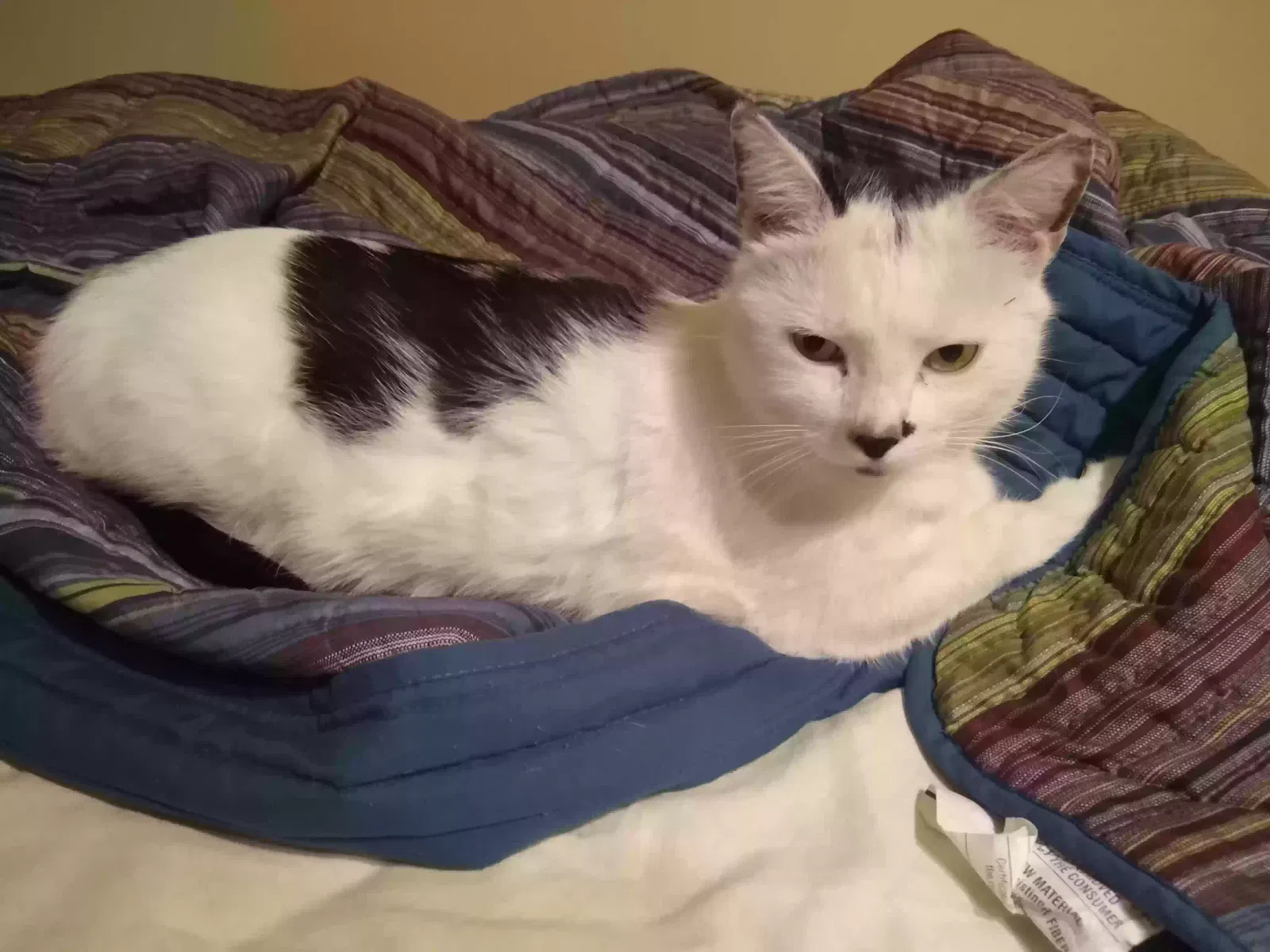 Lost cat in Des Plaines, IL, 60016