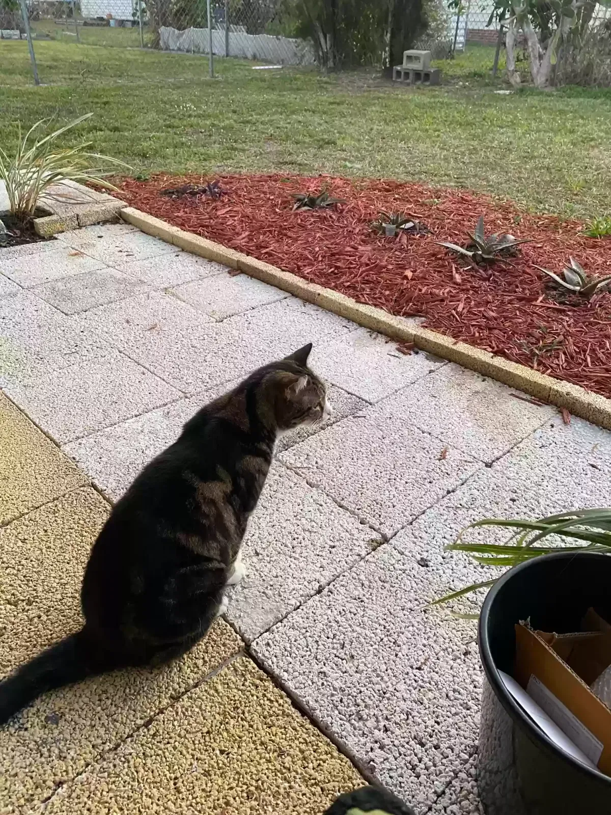 Lost cat in Palm Bay, FL, 32905
