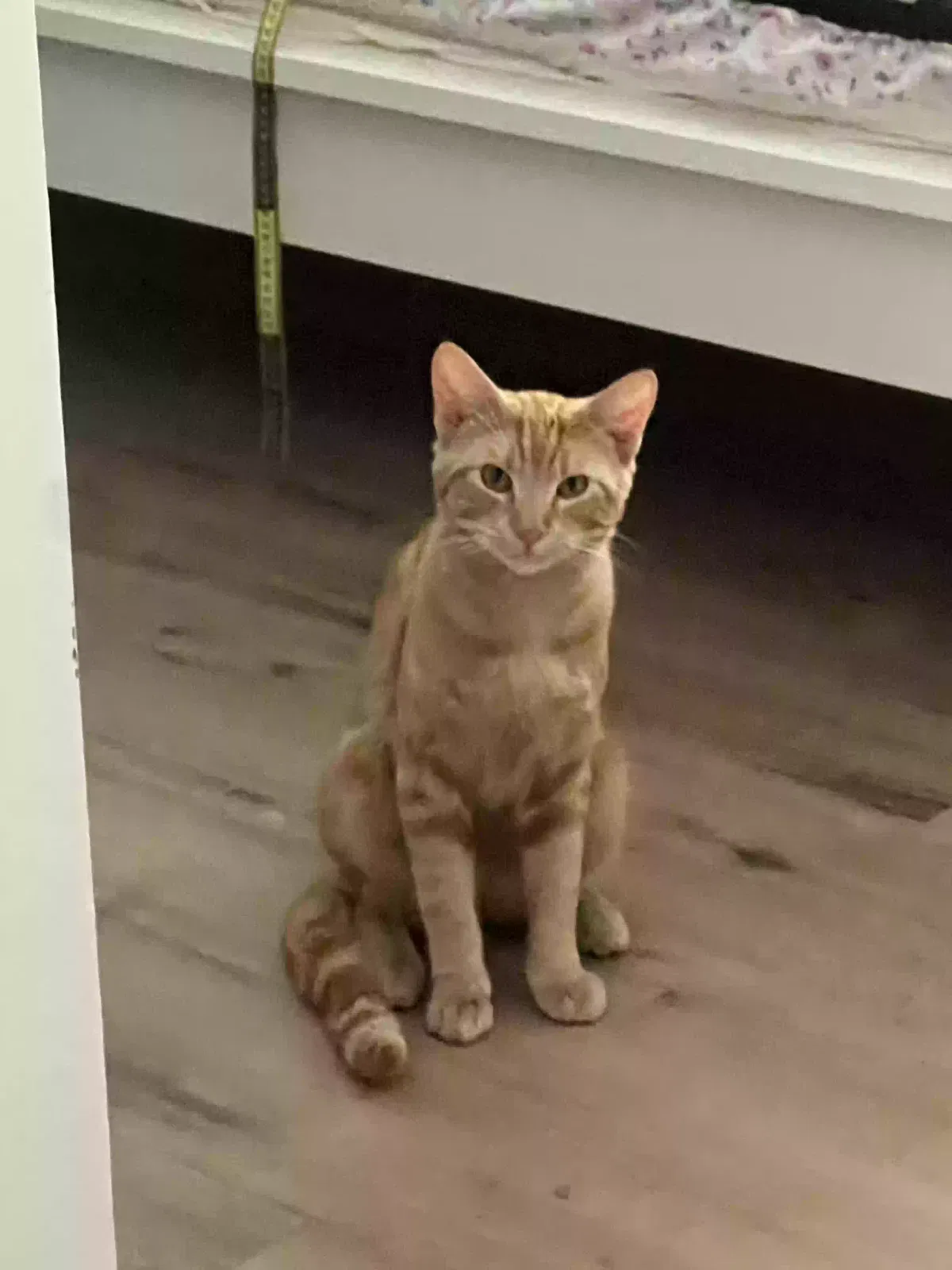 Lost cat in El Cajon, CA, 92019
