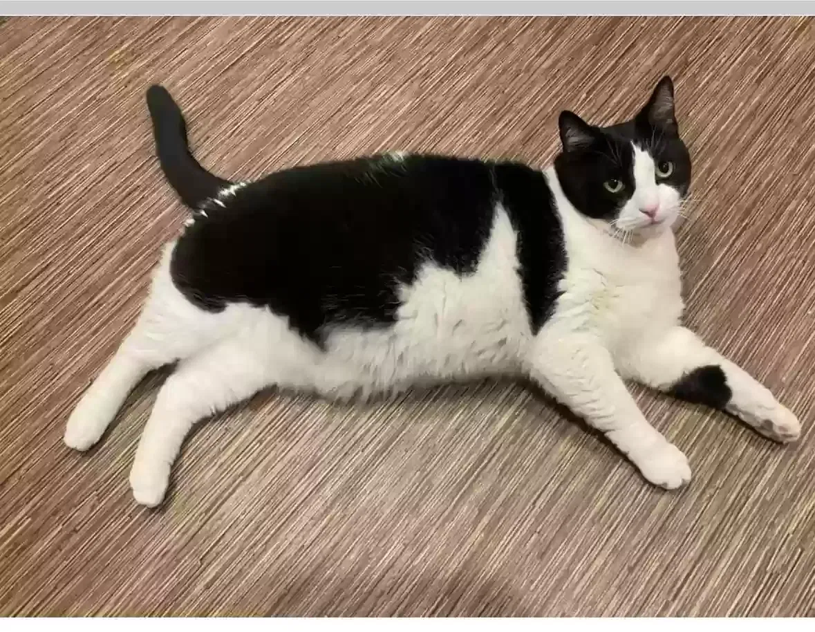 Lost cat in Columbus, OH, 43221