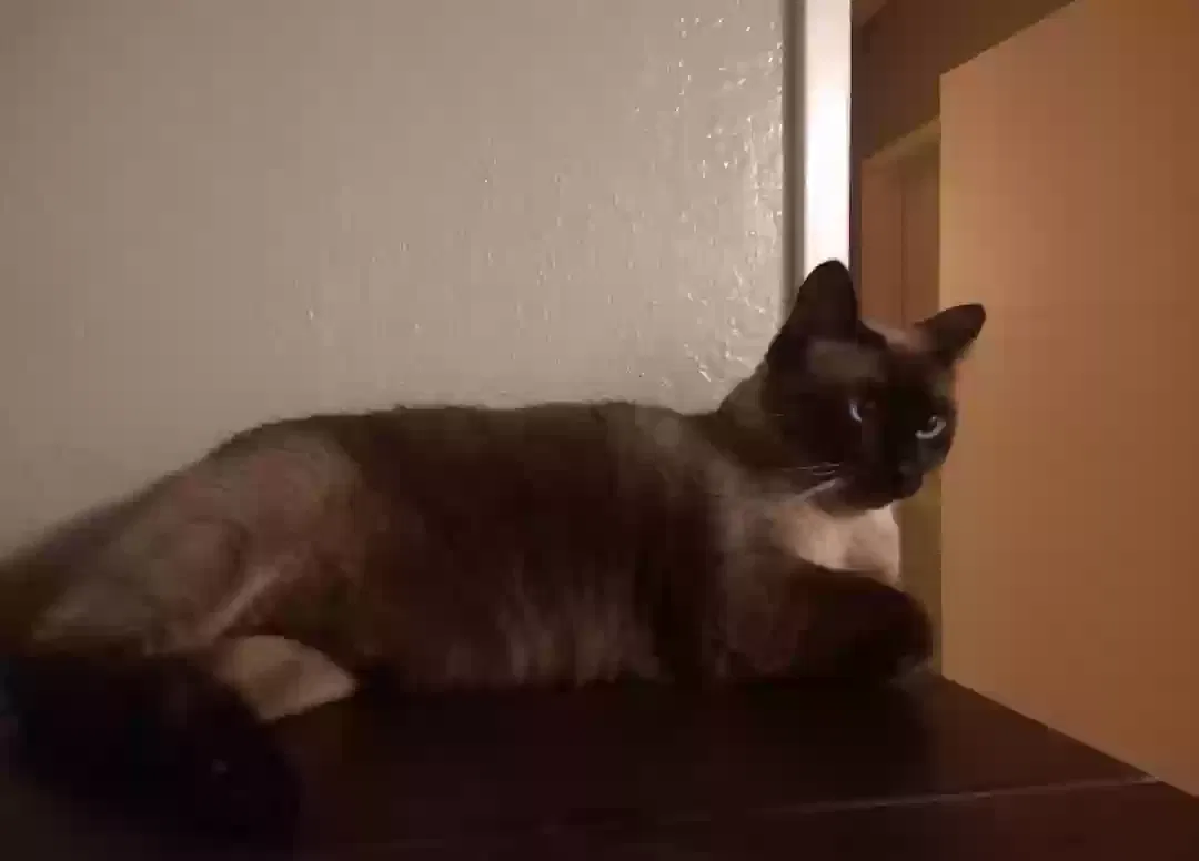 Lost cat in Sacramento, CA, 95831