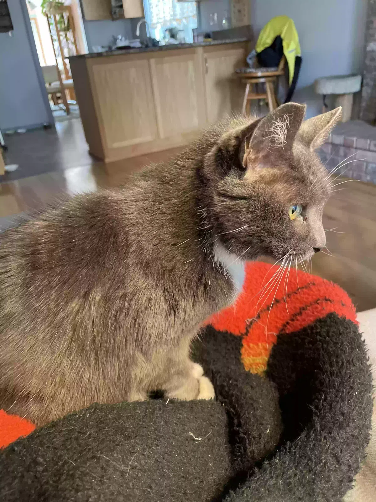 Lost cat in Springfield, OR, 97477