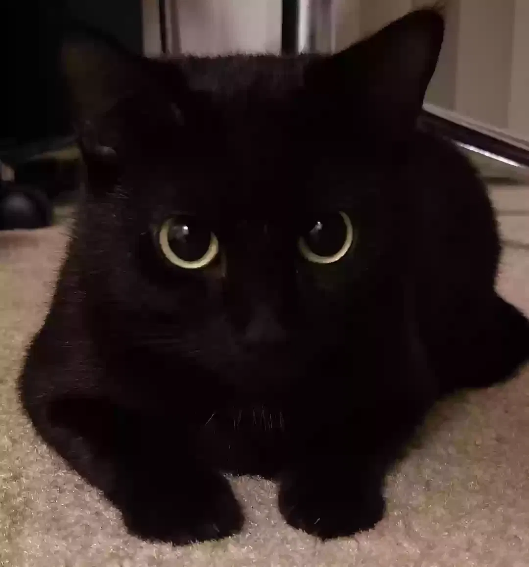 Lost cat in Sacramento, CA, 95831