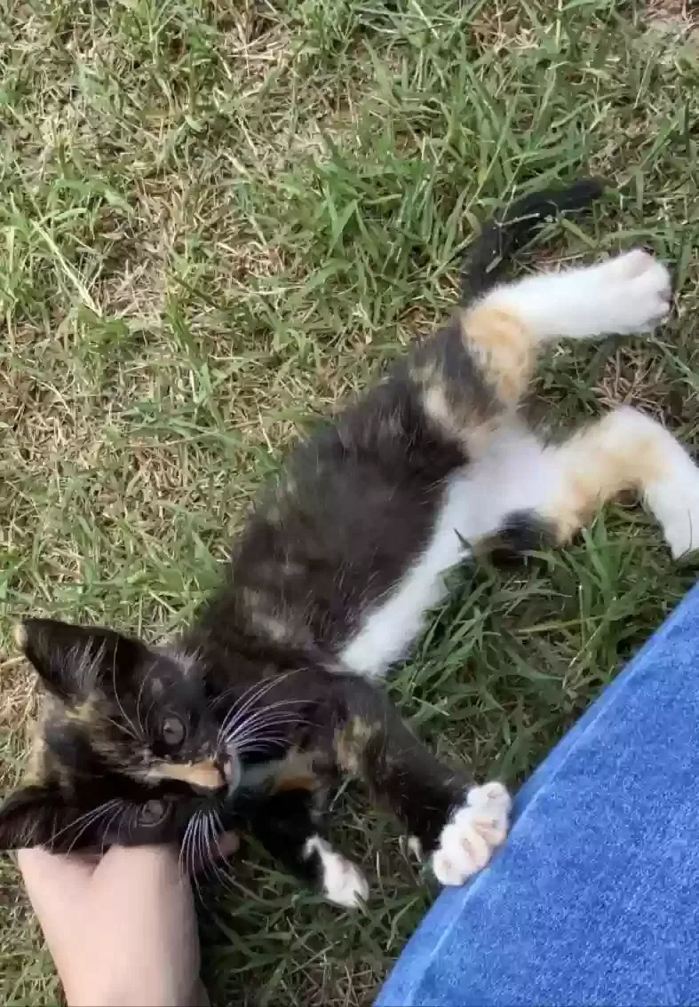 Lost cat in Nashville, NC, 27856
