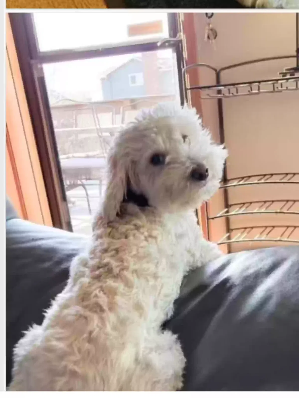 Lost dog in Denver, CO, 80237