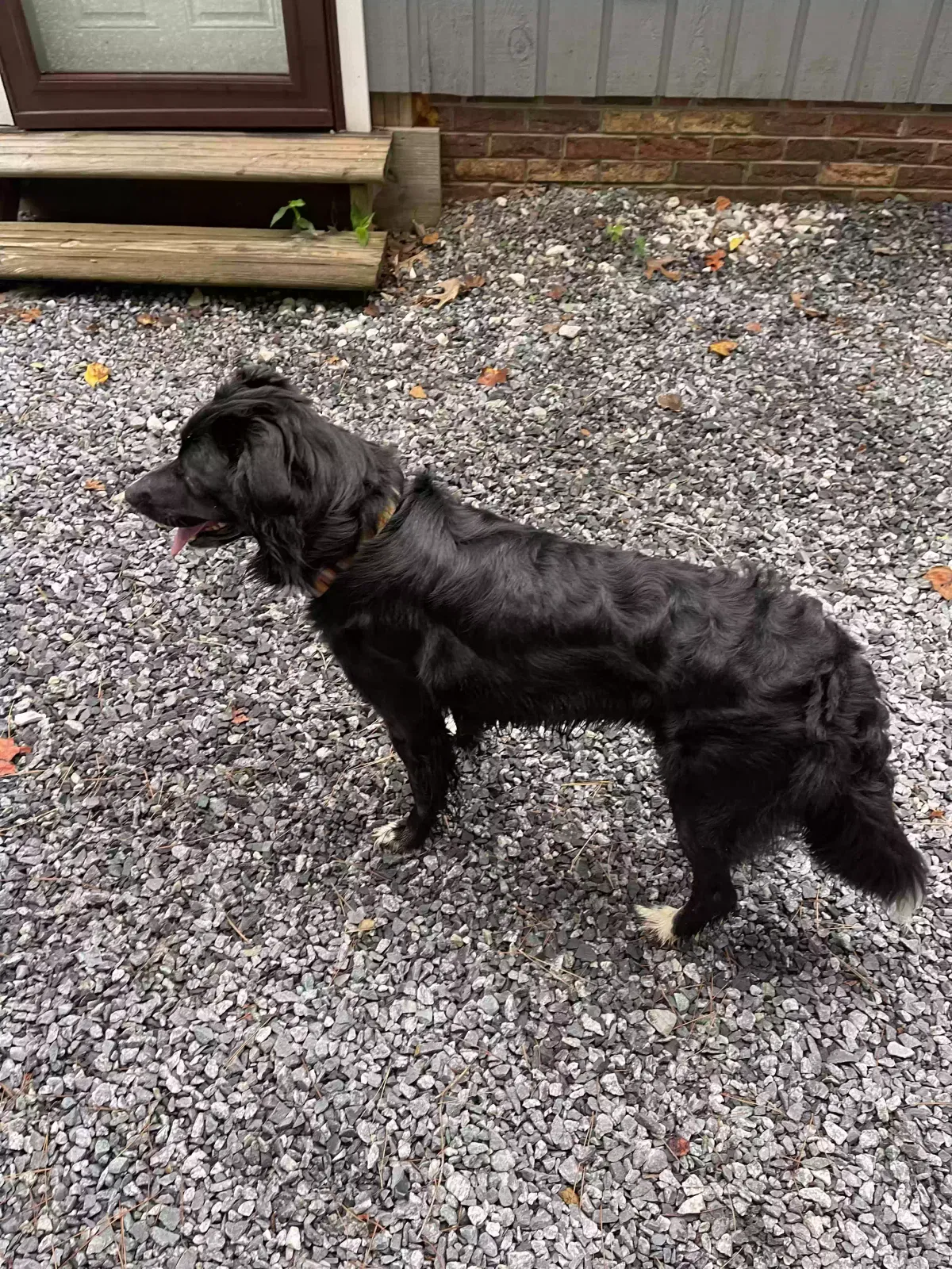 Found dog in Lexington, NC, 27292