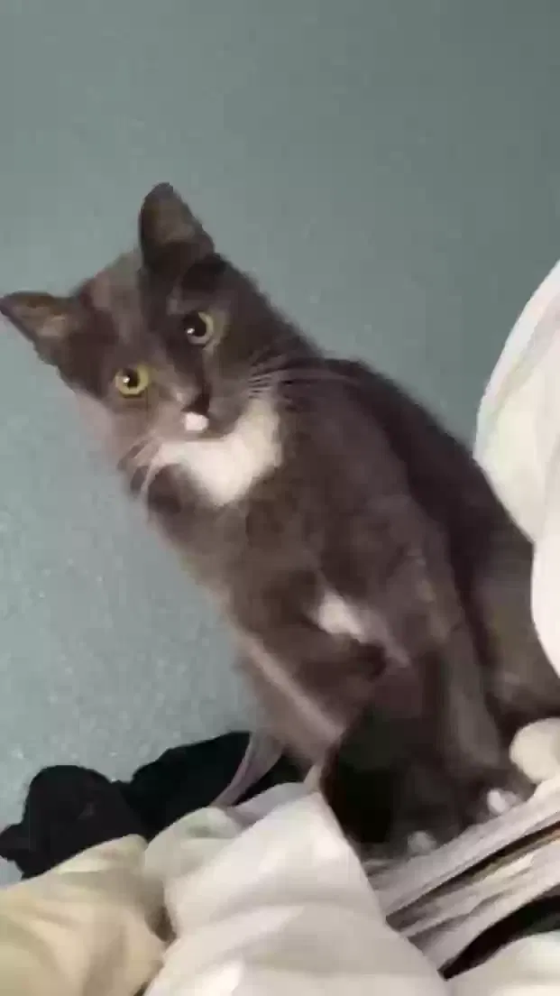 Lost cat in Rockwall, TX, 75087
