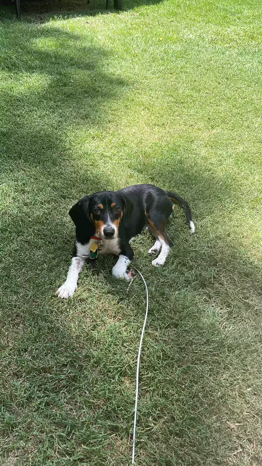 Lost dog in Woodstock, GA, 30189