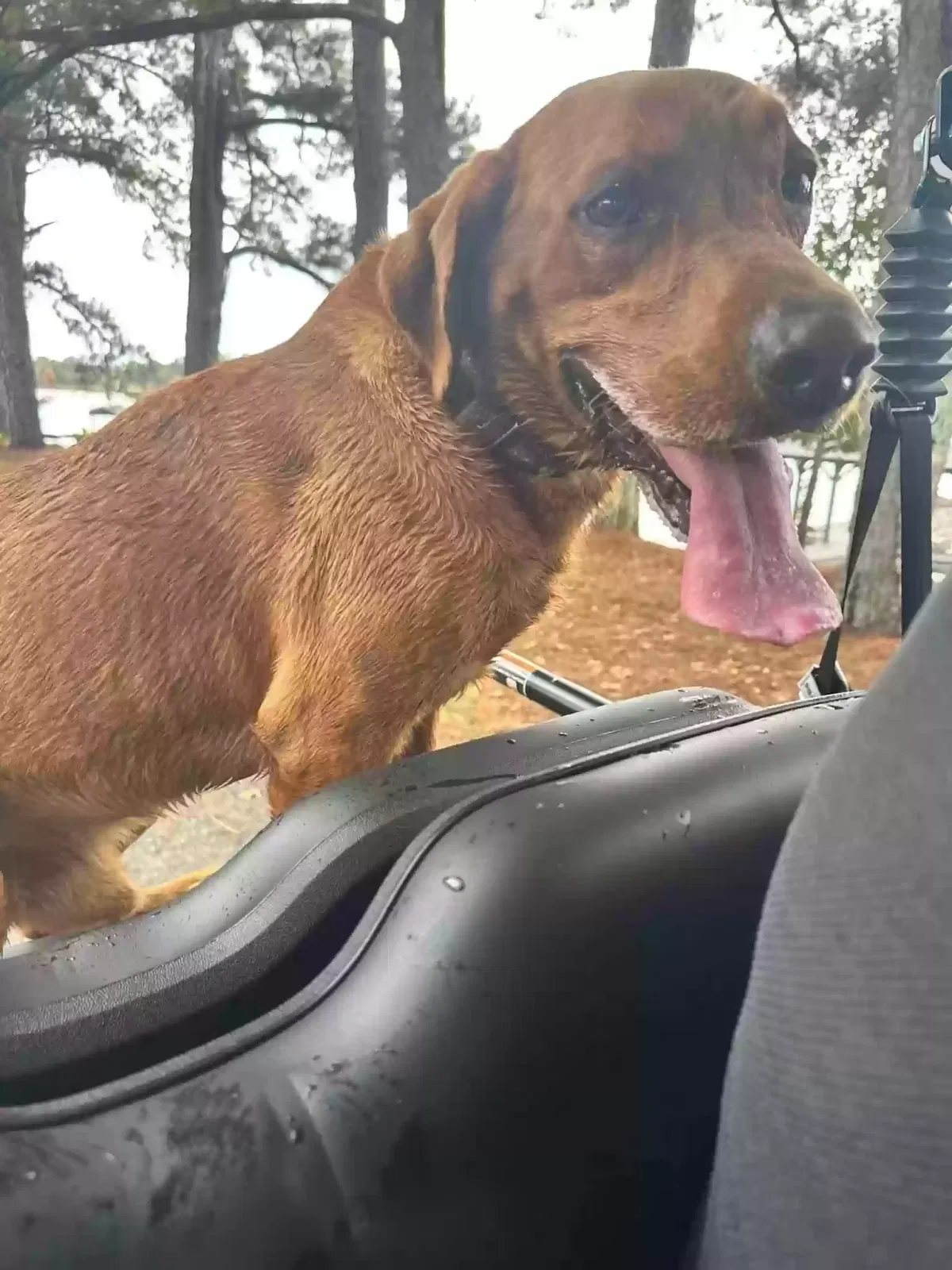 Lost dog in Trussville, AL, 35173