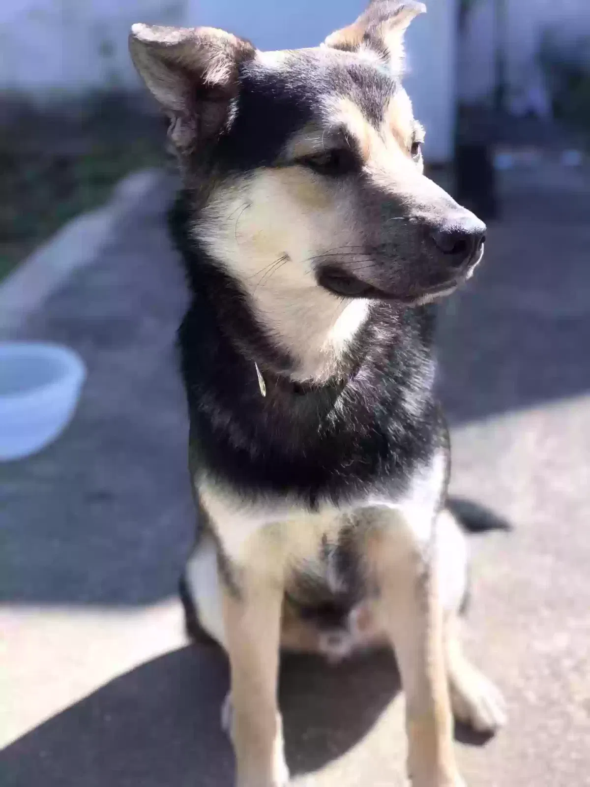 Lost dog in Knoxville, TN, 37917