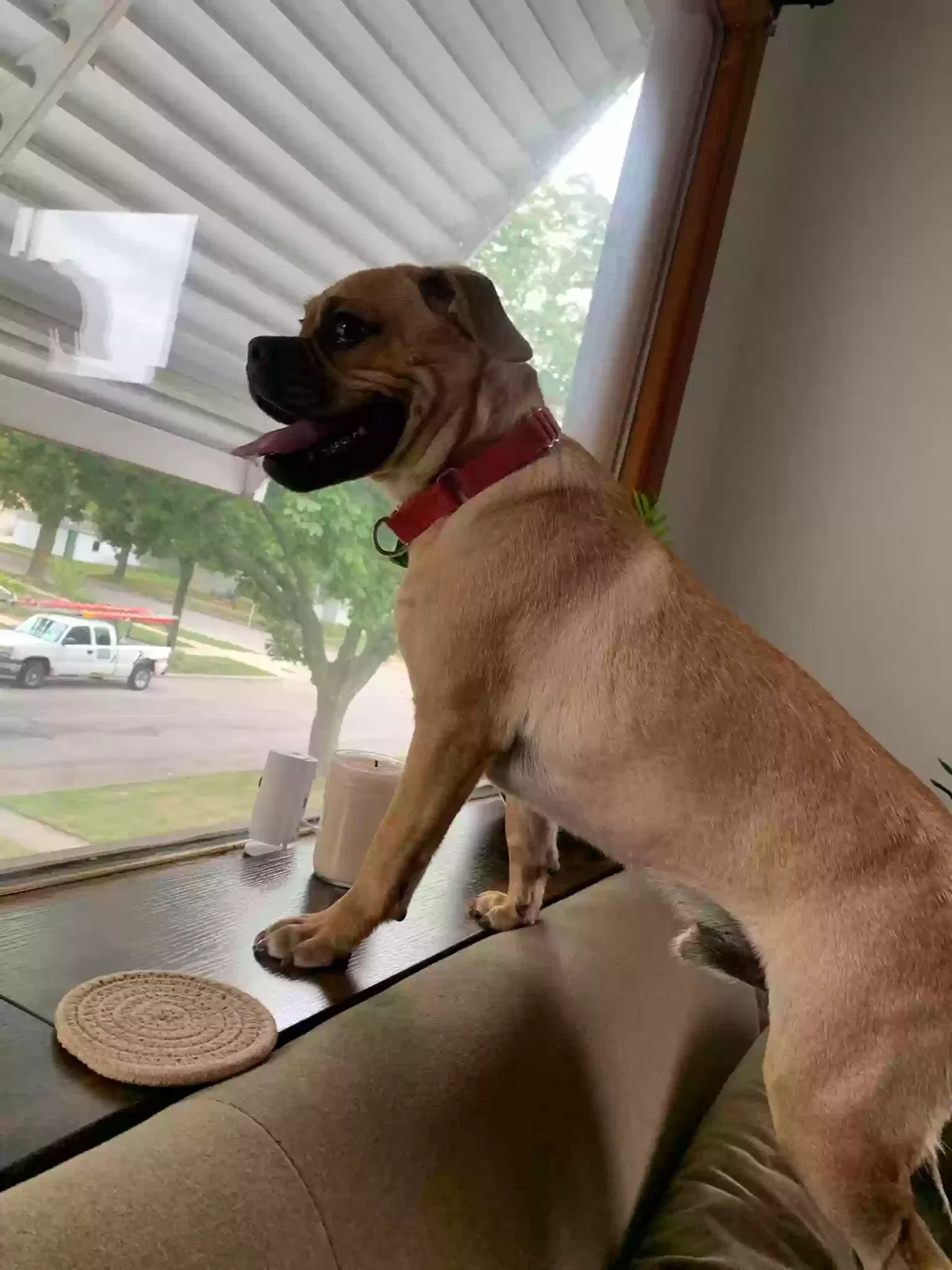 Lost dog in Milwaukee, WI, 53222