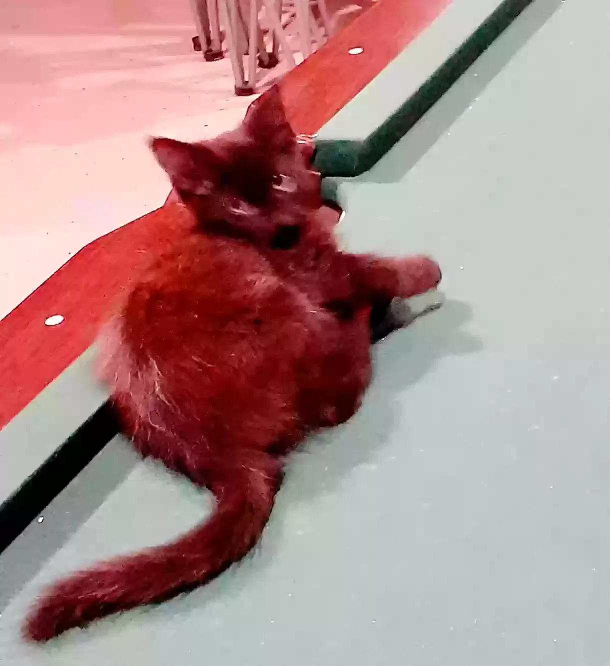 Found cat in Warrenville, SC, 29851