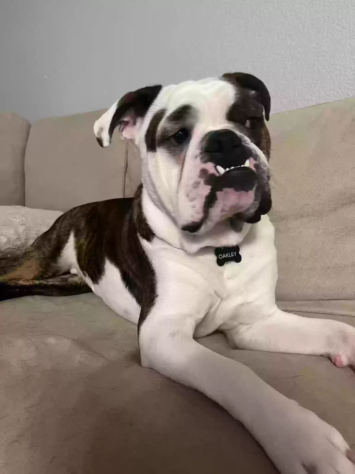 Lost dog in Castle Rock, CO, 80109
