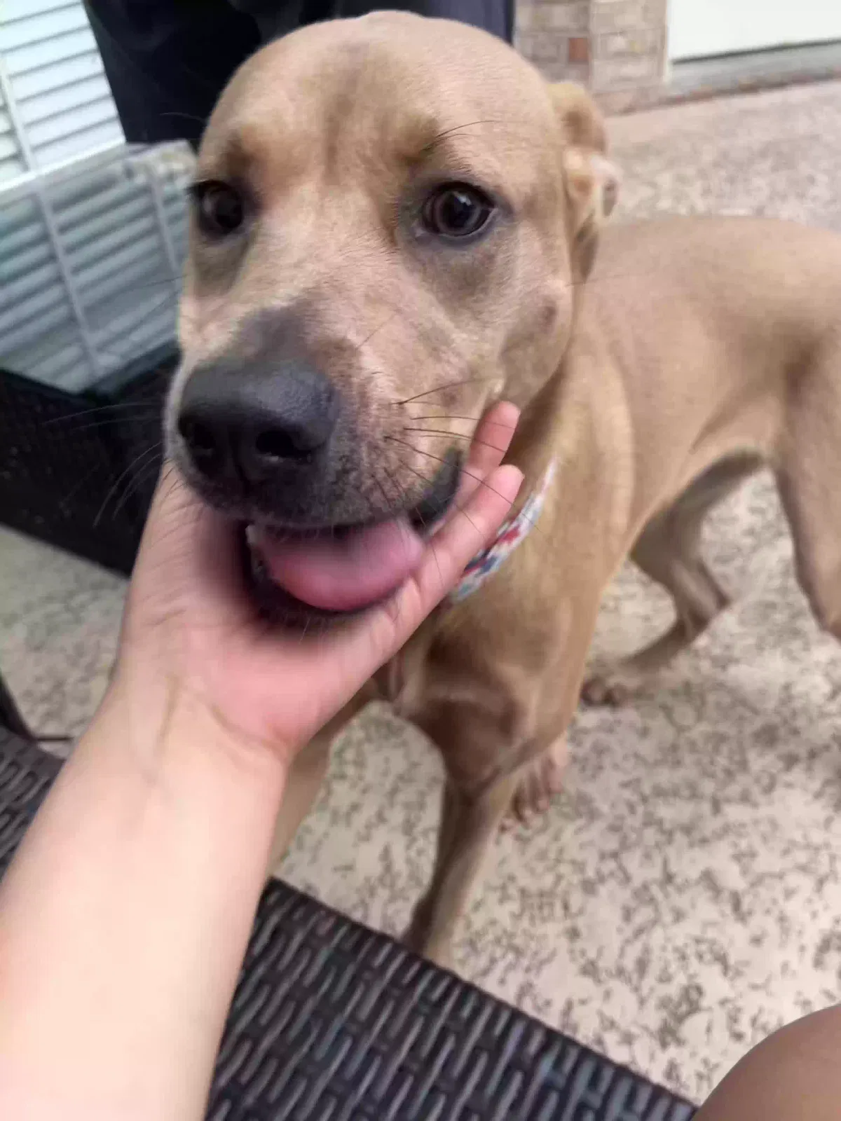 Lost dog in Houston, TX, 77085
