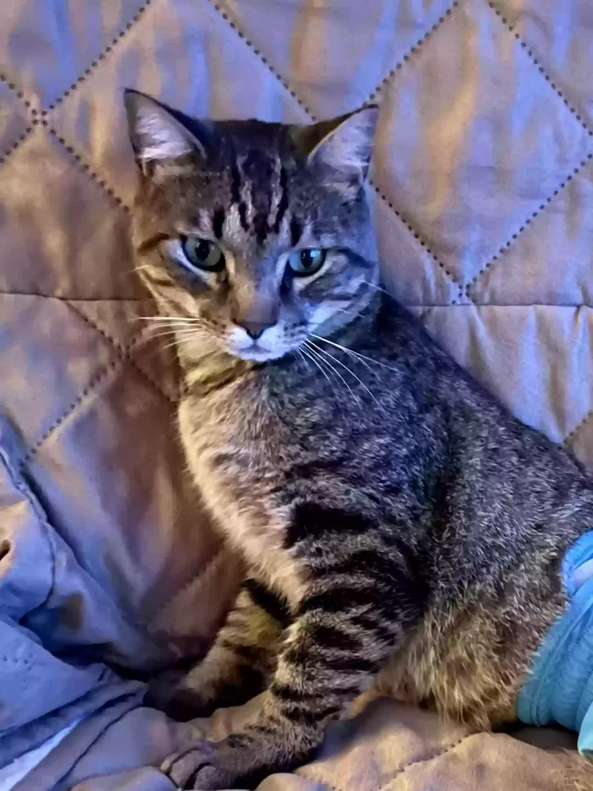 Lost cat in Strawberry Plains, TN, 37871
