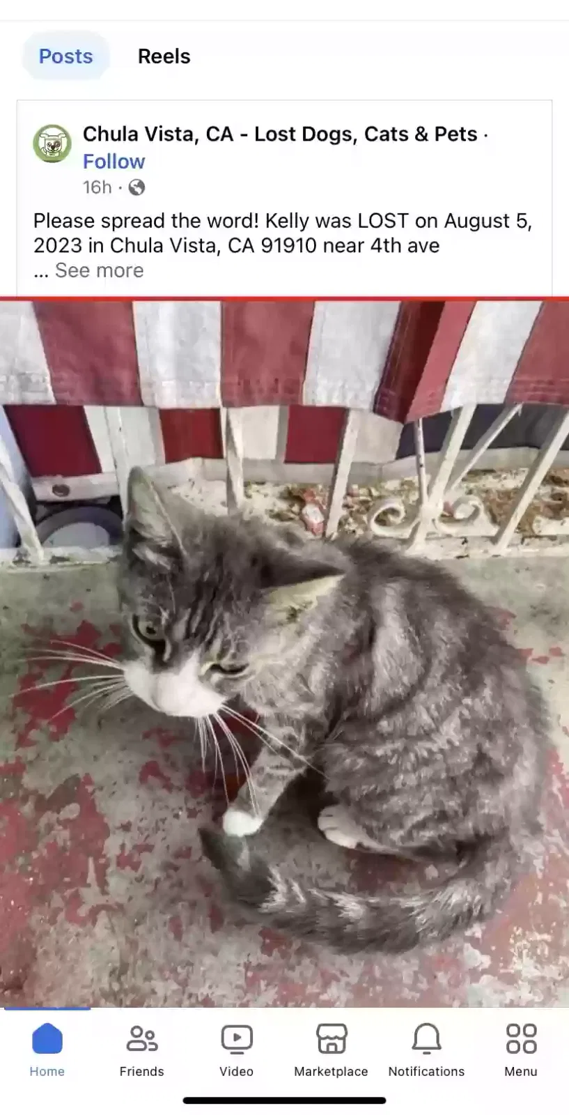 Lost cat in Chula Vista, CA, 91910
