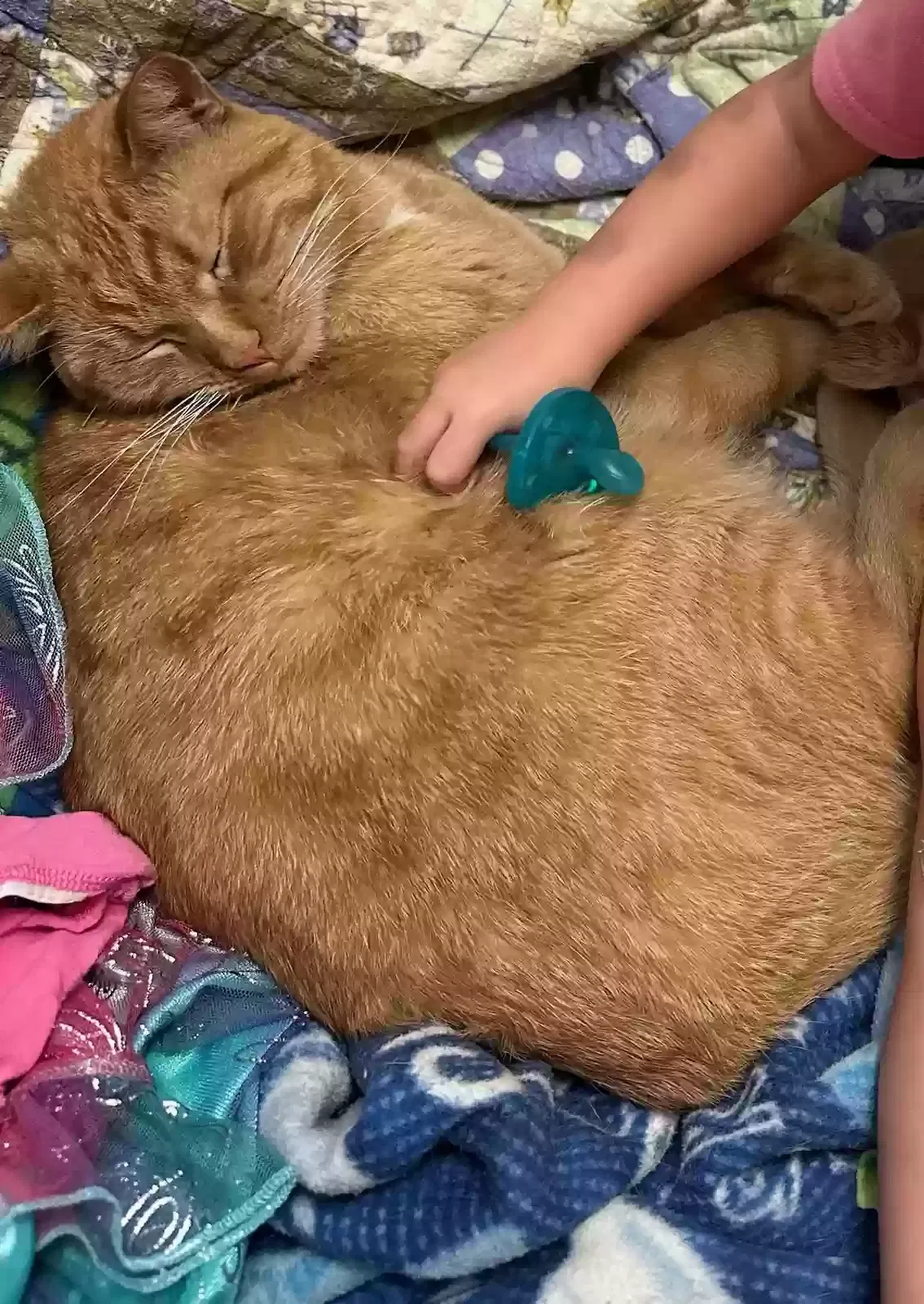 Lost cat in West Jordan, UT, 84081