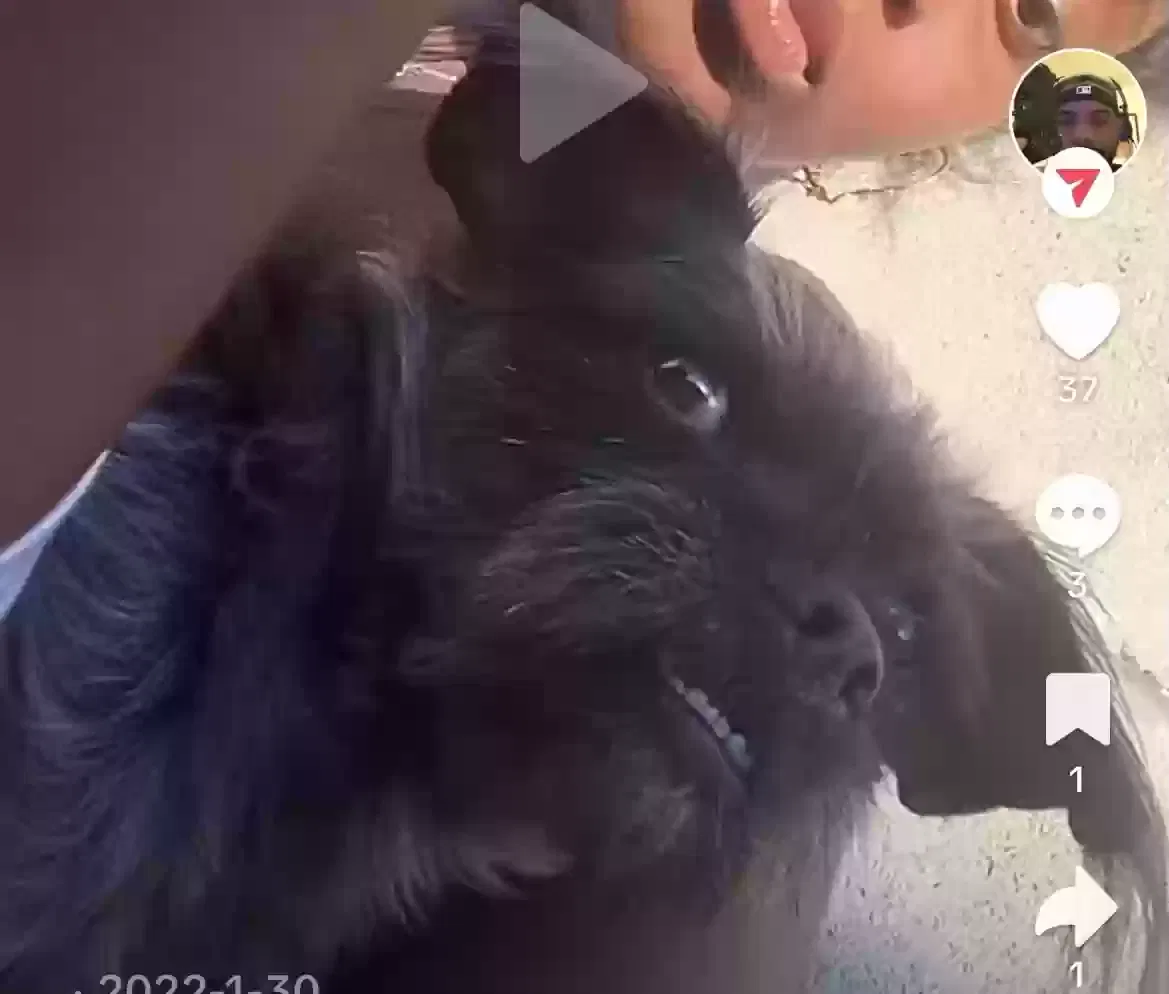 Lost dog in Los Angeles, CA, 90062