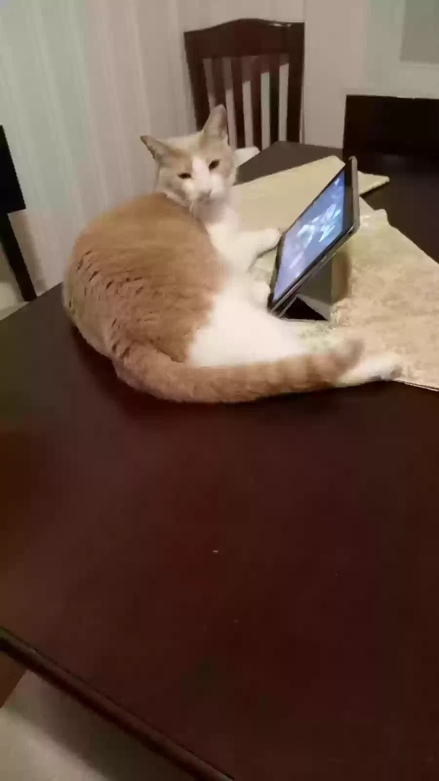 Lost cat in Atlanta, GA, 30305