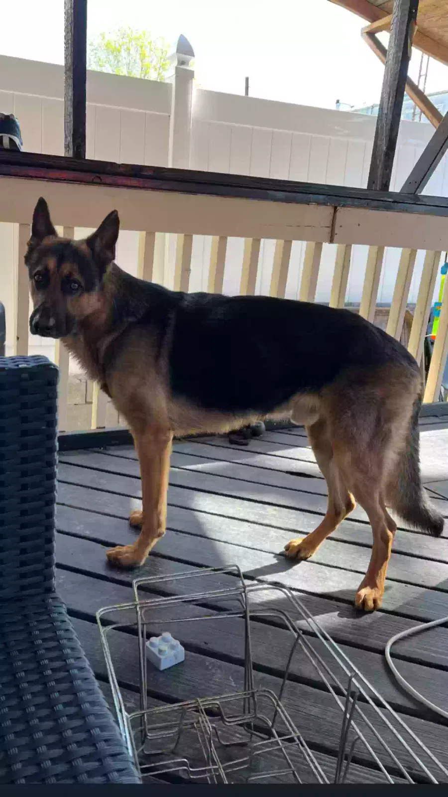 Lost dog in Wilkes Barre, PA, 18702