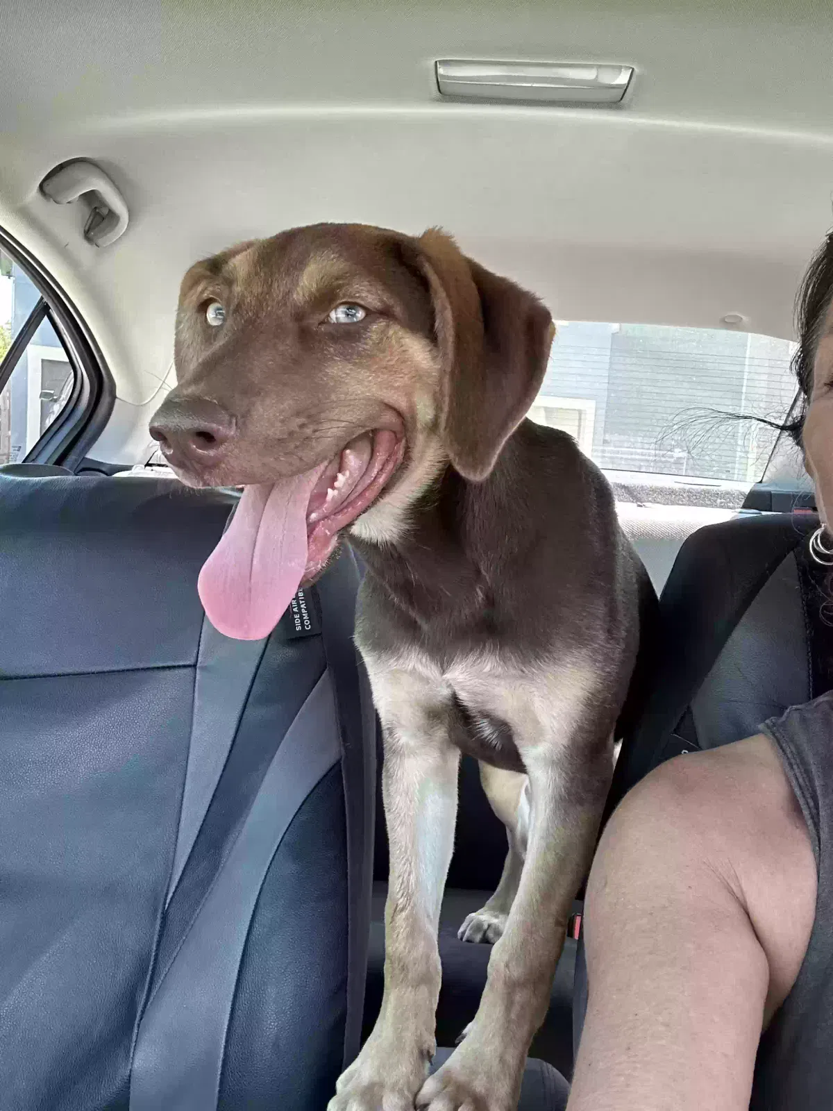Found dog in Converse, TX, 78109