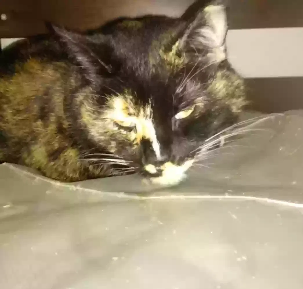 Lost cat in Suffolk, VA, 23437
