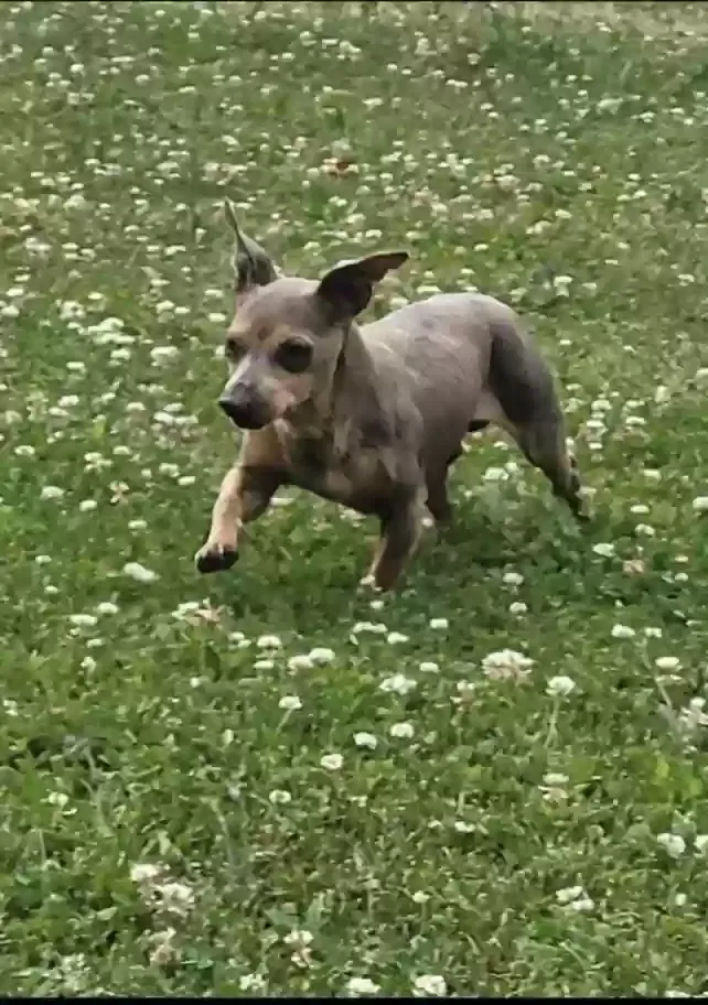 Lost dog in Dandridge, TN, 37725