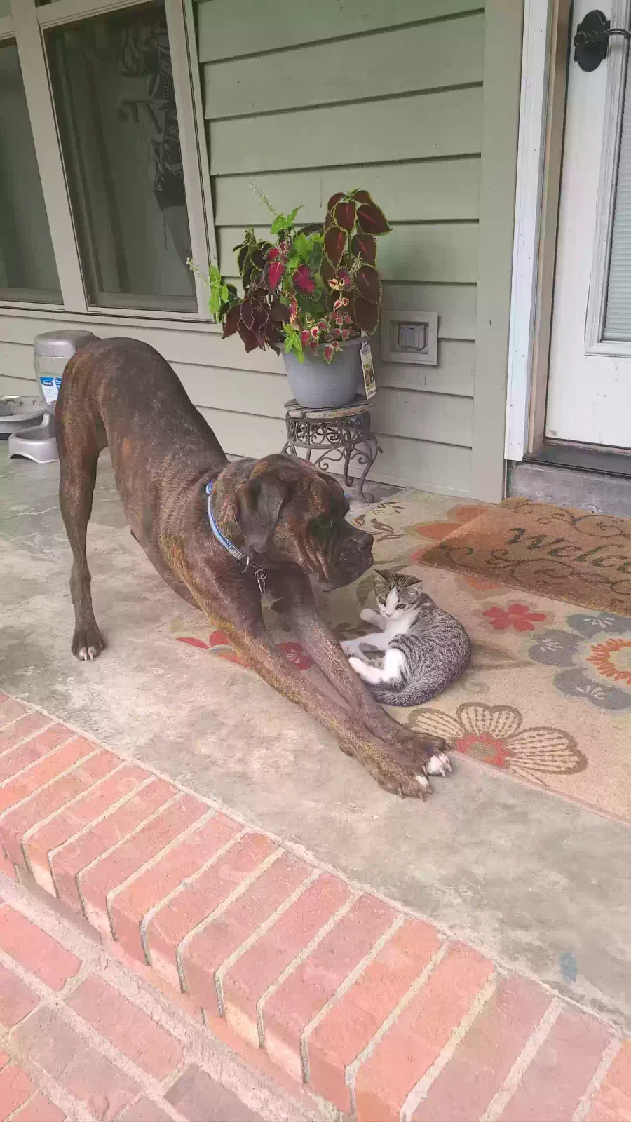 Lost dog in Gaston, SC, 29053