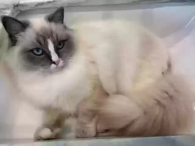 Lost cat in La Jolla, CA, 92037