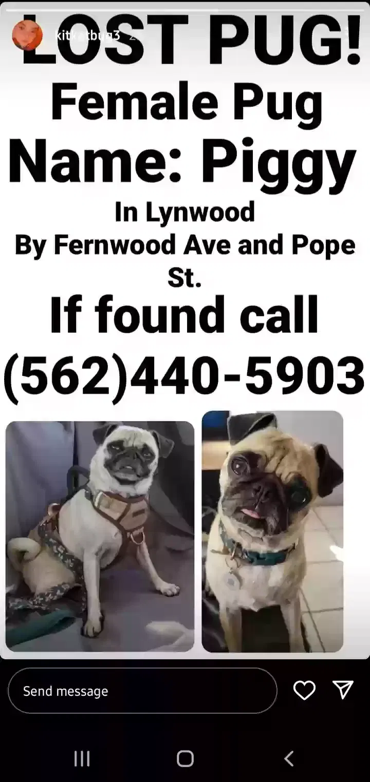 Lost dog in Lynwood, CA, 90262