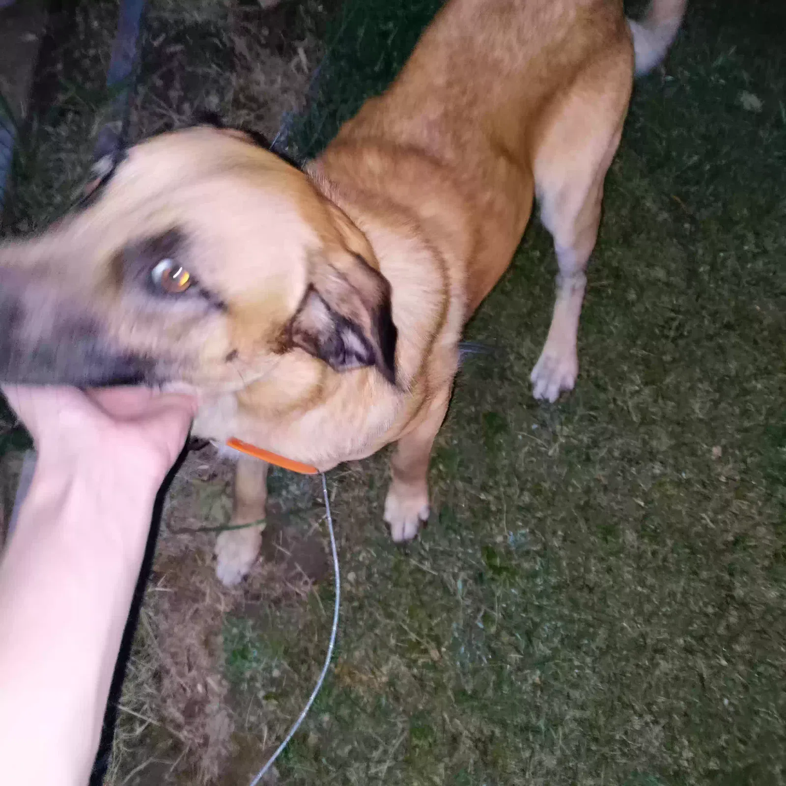 Found dog in Clarkrange, TN, 38553