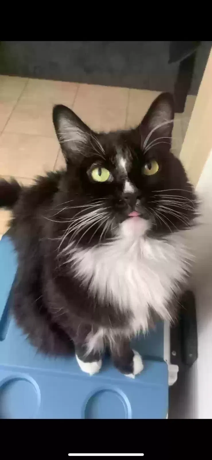 Lost cat in Ontario, CA, 91762