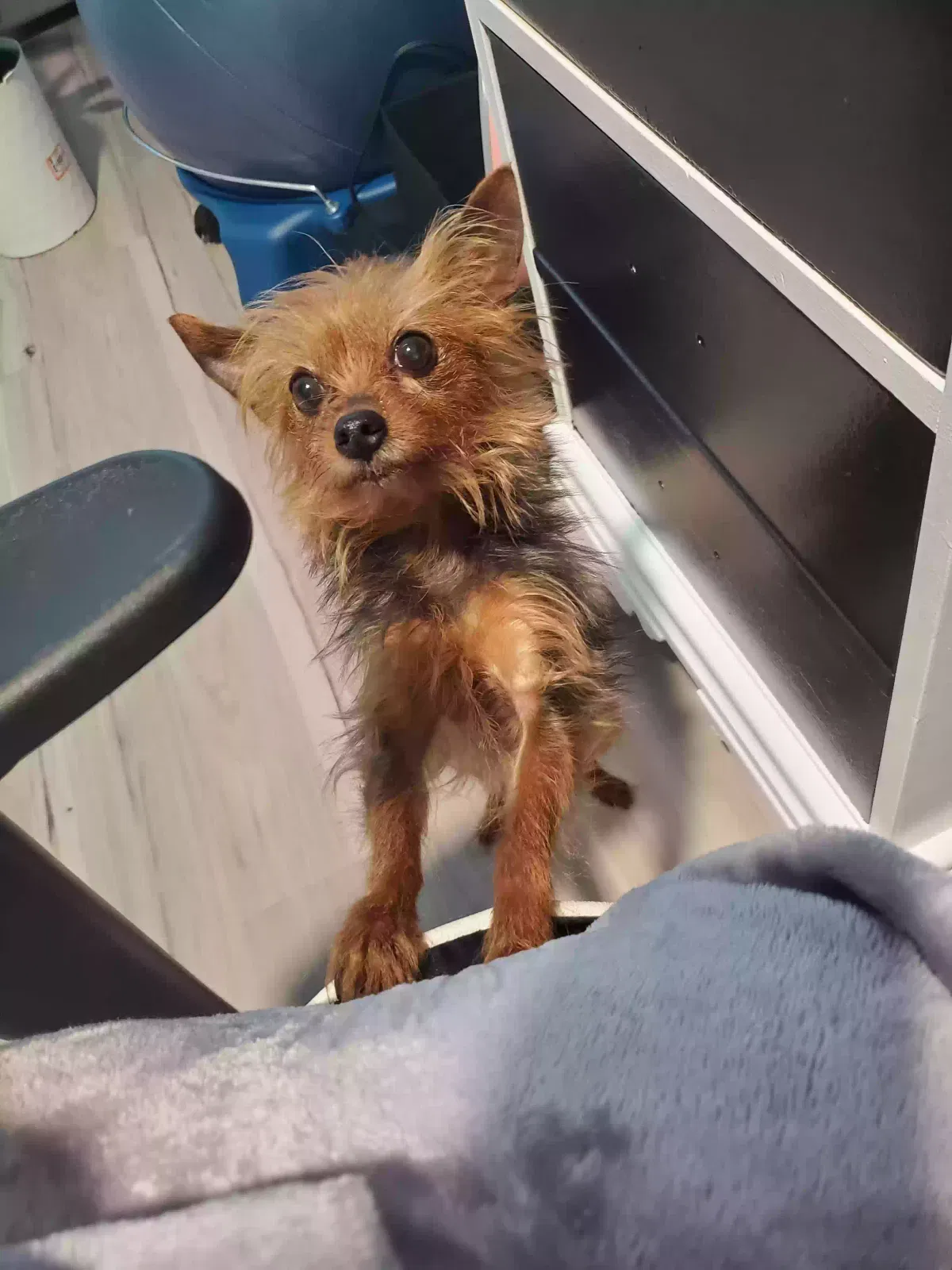 Lost dog in Tallulah, LA, 71282