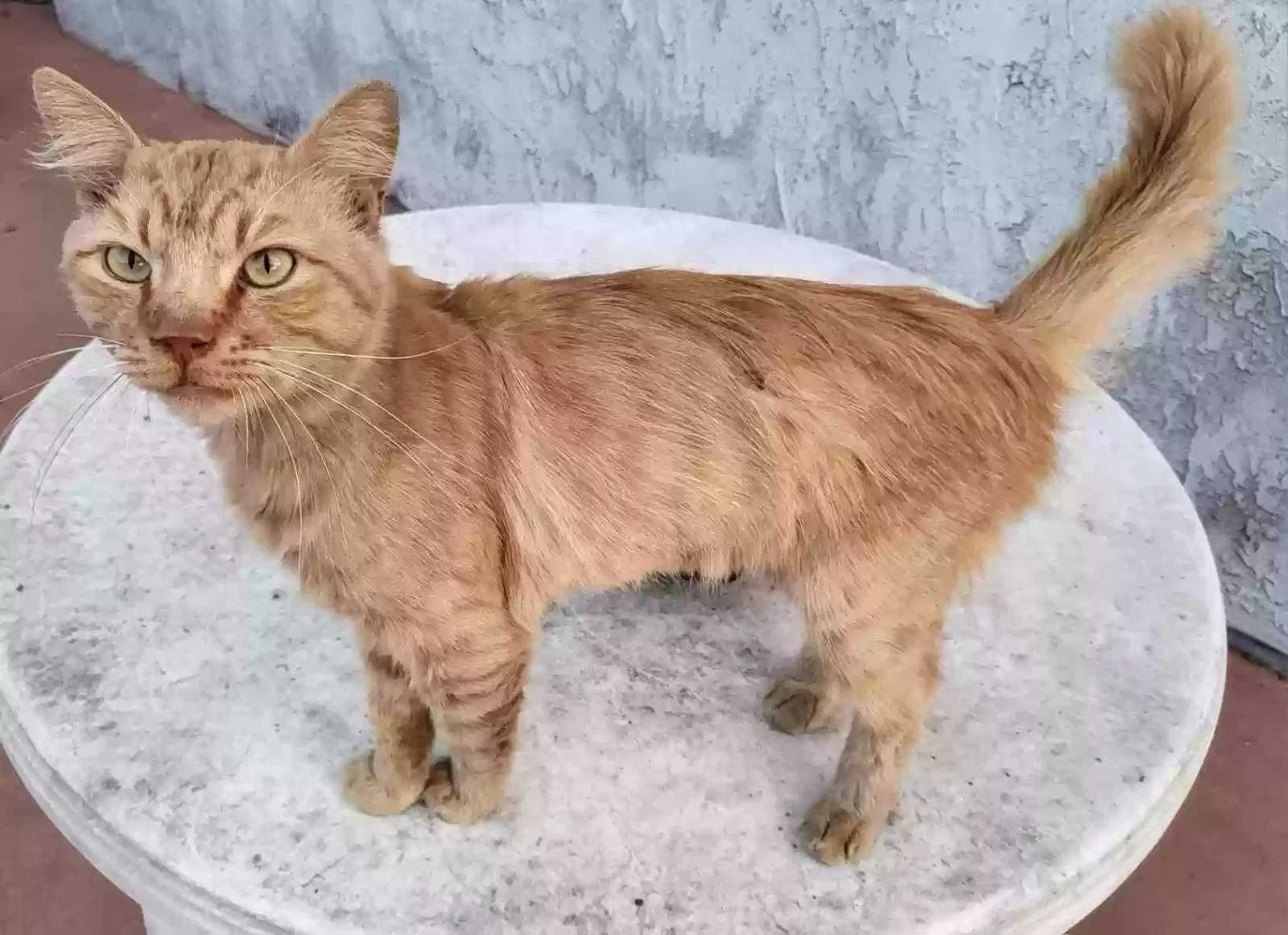 Found cat in Montebello, CA, 90640