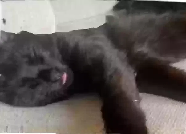 Lost cat in Dudley, MA, 1571